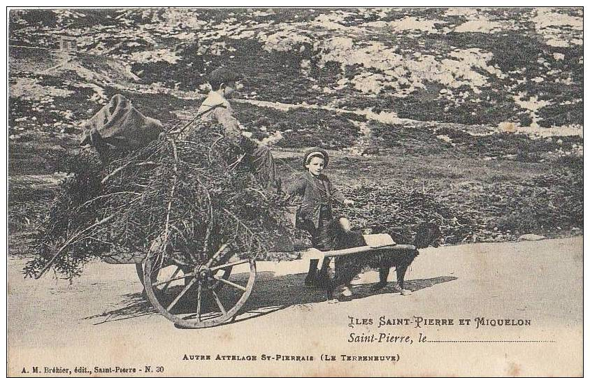 CPA 975 SAINT PIERRE ET MIQUELON Attelage St Pierrais Voiture à Chien Race Terreneuve 1912 - Saint-Pierre-et-Miquelon