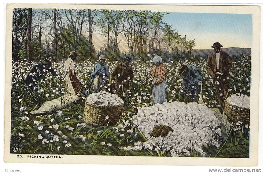Carte Postale Ancienne - Picking Cotton - Cueillette Du Coton, Ouvriers Noirs Dans Un Champ - Black Americana