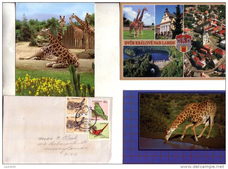 4 Giraffe Postcards & Cover / 4 Carte Et Envleope De Giraffe - Girafes