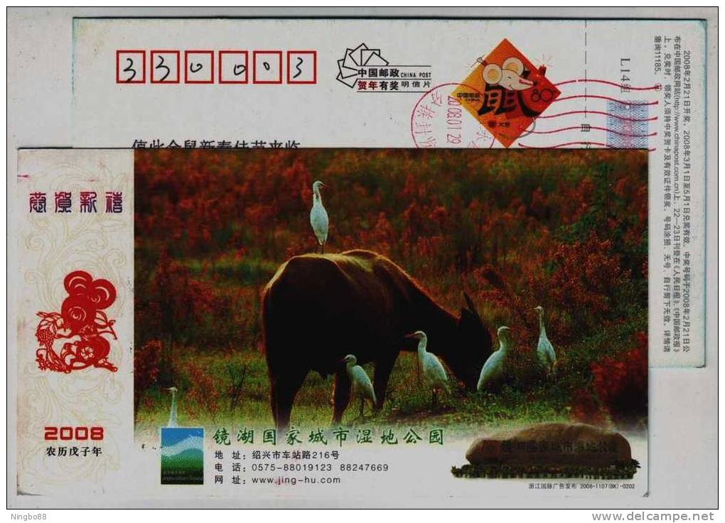 Egret Bird,cattle,China 2008 Jinghu Nationa Urban Wetland Park Advertising Postal Stationery Card - Cigognes & échassiers