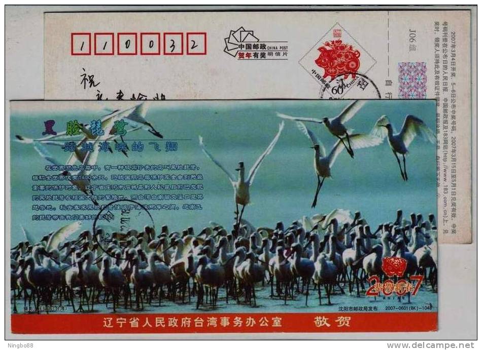 Endangered Species Black-faced Spoonbill Island Breeding Site,CN08 The Office Of Taiwan Affairs Advert Pre-stamped Card - Cigognes & échassiers