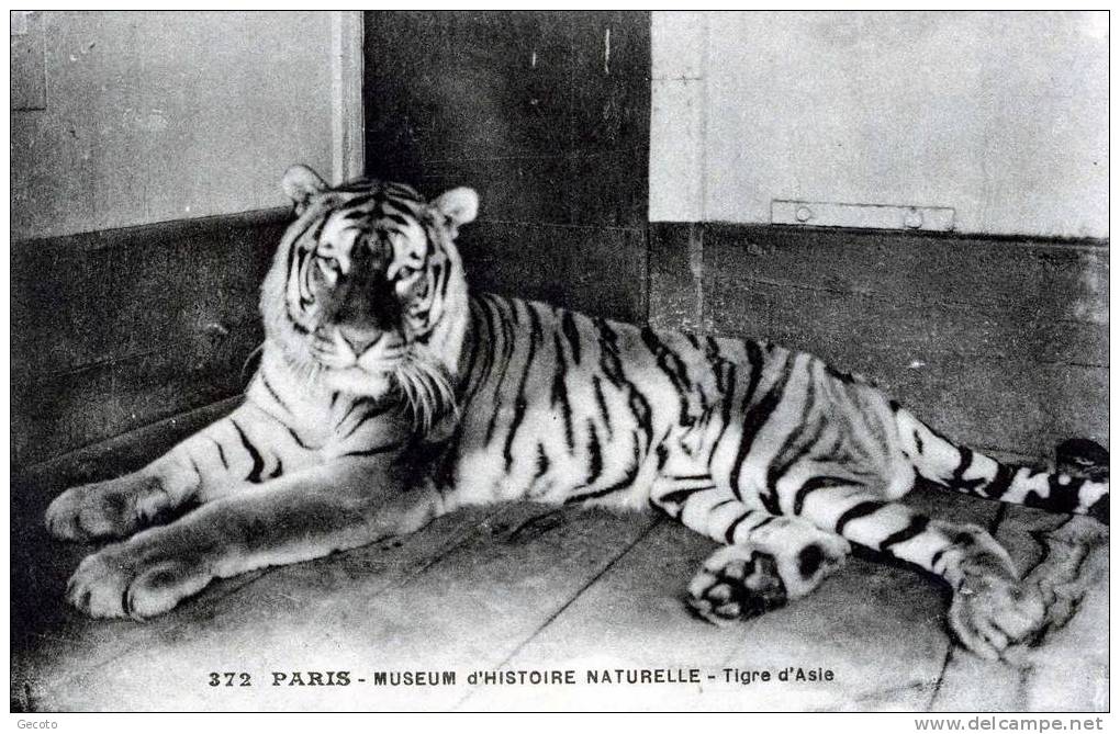 Paris - Museum D'histoire Naturelle - Tigre D'asie - Otros & Sin Clasificación