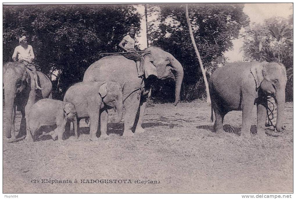 CEYLAN-ELEPHANTS A KADOGUSTOTA - Sri Lanka (Ceylon)