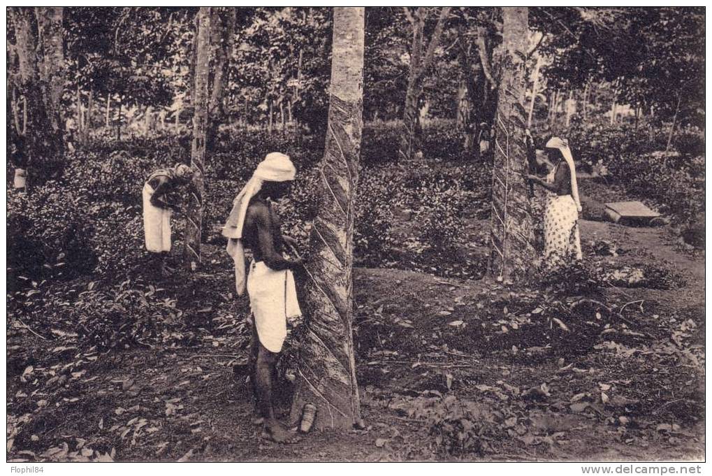 CEYLAN-TAPPING RUBBER TREES - Sri Lanka (Ceylon)