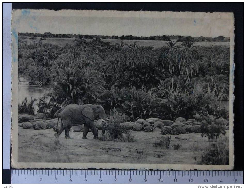 AFRICA CONGO BELGA - PARC NATIONAL ALBERT   ( NON VIAGGIATA)  N. 3233 - Altri & Non Classificati