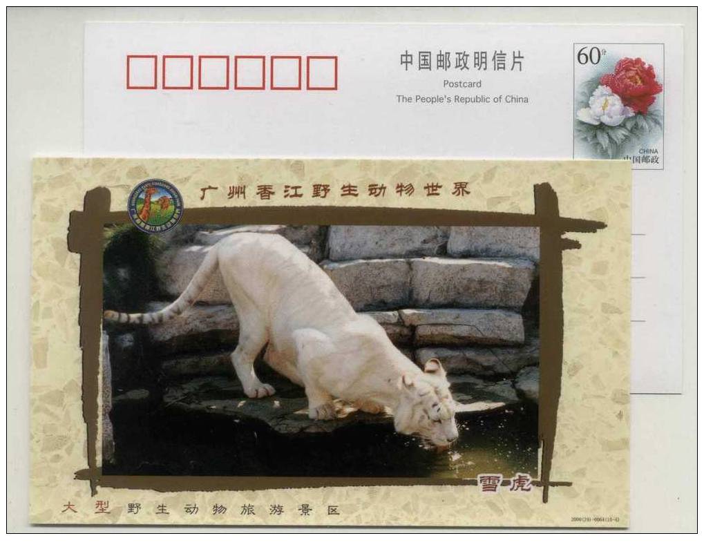 Rare Animal Snow Tiger,CN 00 Xiangjiang Wildlife World Park Advertising Postal Stationery Card - Big Cats (cats Of Prey)