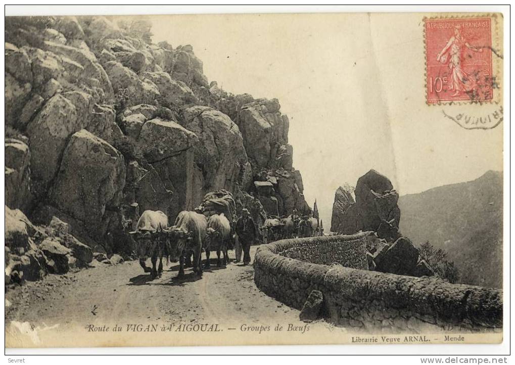 Route Du VIGAN à L'AIGOUAL. - Attelages à Boeufs. Superbe Cliché - Autres & Non Classés