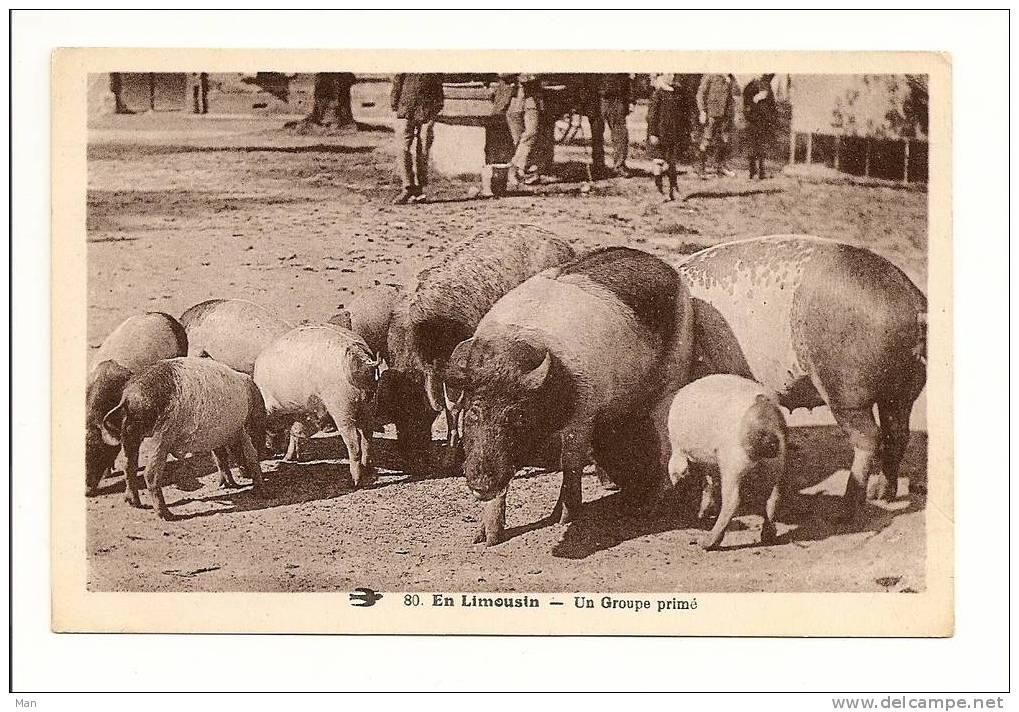 Cochon: En Limousin, Un Groupe Primé (08-3266) - Schweine