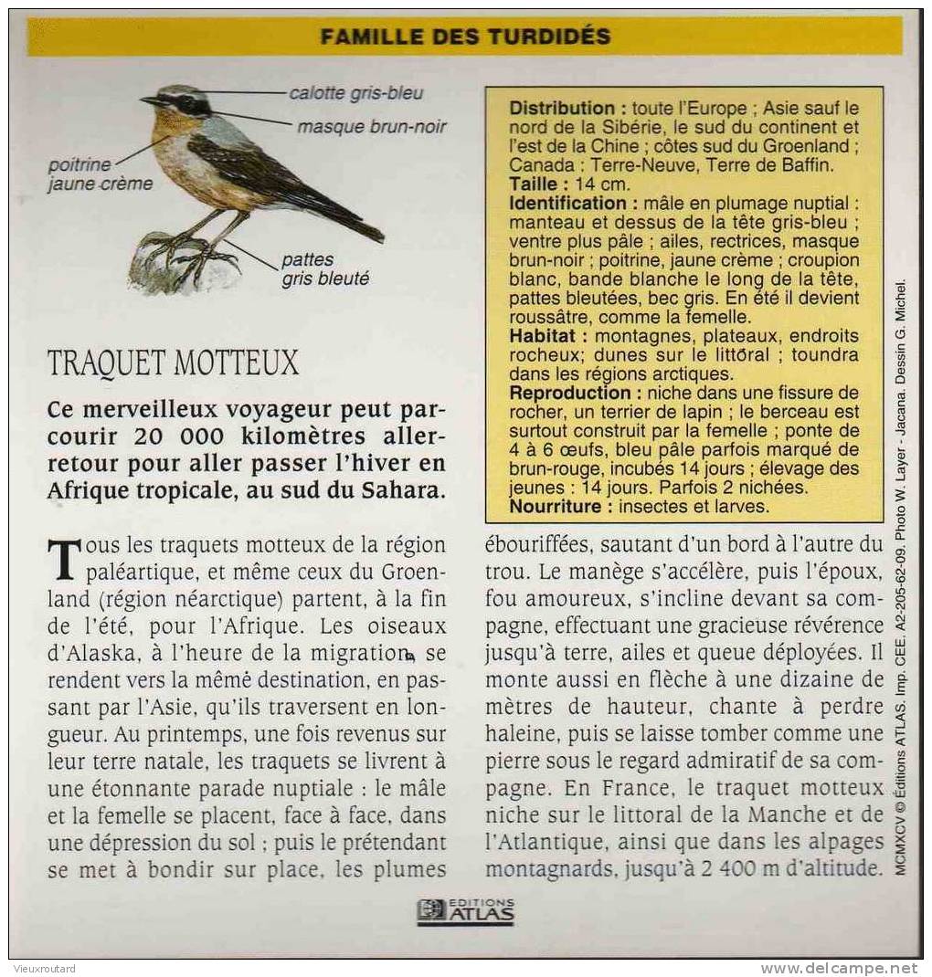 FICHE OISEAUX. TRAQUET MOTTEUX. OENANTHE OENANTHE - Animaux