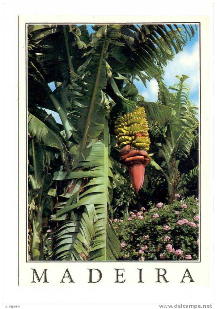 Portugal Cor 3348 – MADEIRA – BANANAS - Bragança