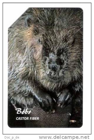 Polen - Poland - Beaver - Biber - Castor Fiber - Animal - Pologne