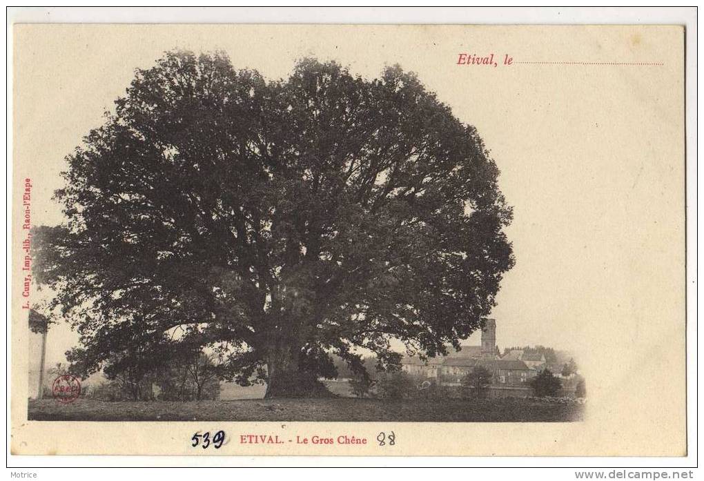 ETIVAL   -    Le Gros Chêne.(carte 1900). - Etival Clairefontaine