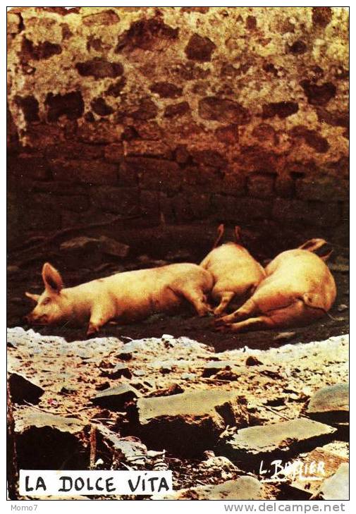 CP COCHONS. LA DOLCE VITA.PHOTO ET LEGENDE LOUIS BFFIER. - Pigs