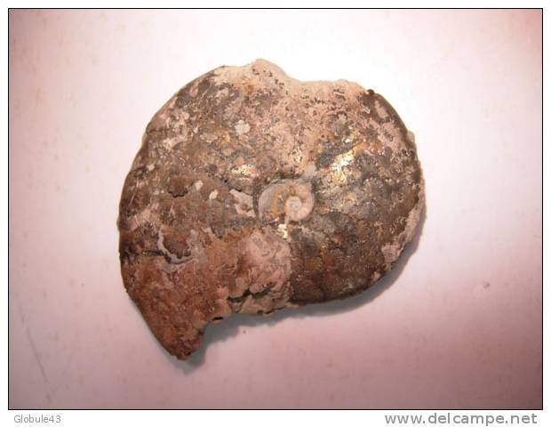 AMMONITE PYRITEUSE 5 X 4,3 Cm  AUBE - Fossielen