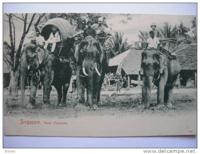 Singapore Kedah Elephants Malaysia - Singapour