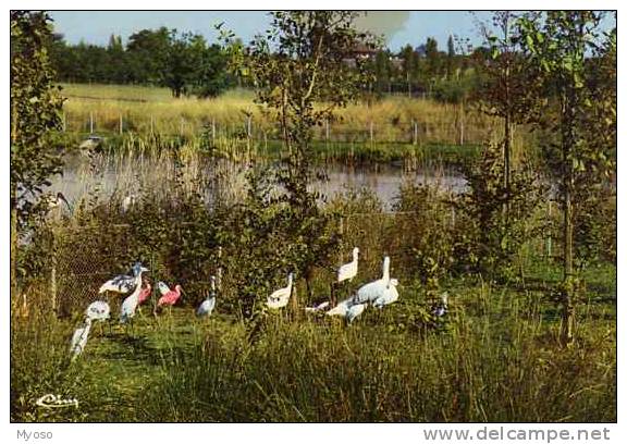 01 VILLARS LES DOMBES Parc Ornithologique Départemental De La Dombes Ibis Et Spatules - Villars-les-Dombes