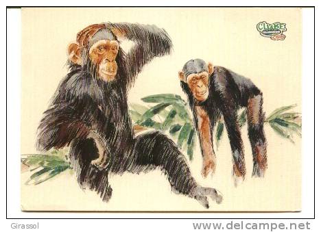 CPSM CHIMPANZE Dessin Clube Mimosa Portugal - Singes