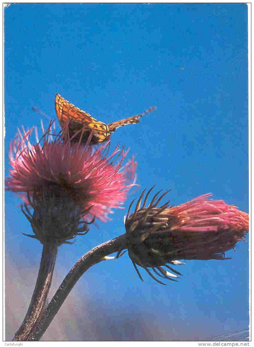 C20 4 CARDO ROSSO CARDUUS NUTANS  ED. GHEDINA CHARDON THISTLE NICKENDE DISTEL TISTEL FAFALLA PAPILLON BUTTERFLY - Medicinal Plants