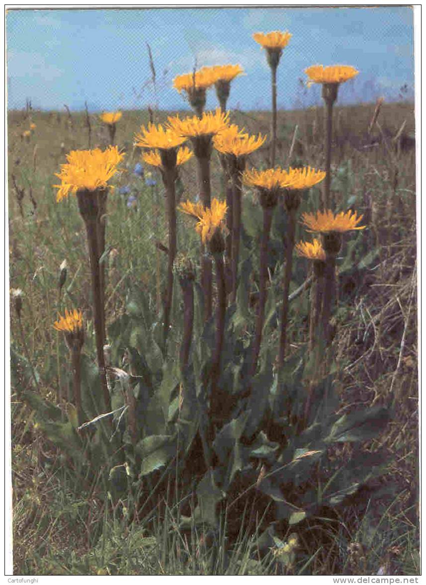 C55420 COSTOLINA ALPINA HYPOCHOERIS UNIFLORA   ED. GHEDINA  EINKÖPFIGES –FERKELKRAUT  BOTANIK BOTANIC RINALDO ZARDINI - Geneeskrachtige Planten