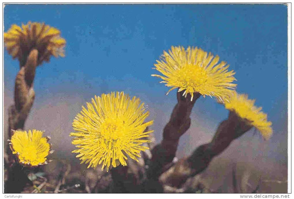 C55 202004 FARFARA TUSSILAGO FARFARA HUFLATTICH  ED. GHEDINA BOTANIK BOTANIC RINALDO ZARDINI - Medicinal Plants