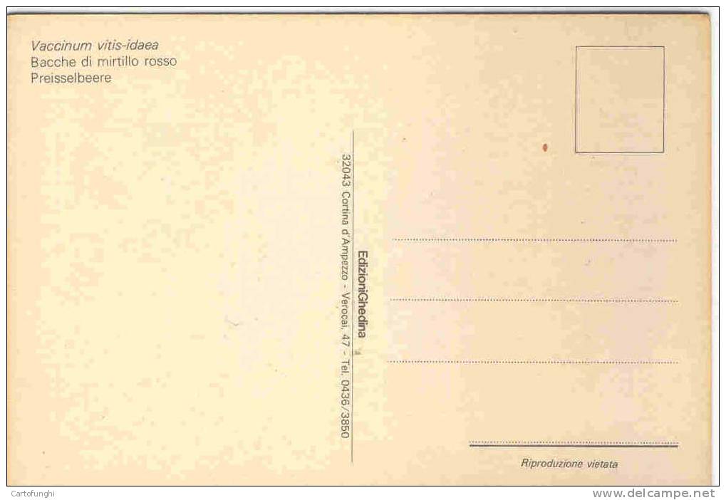 C22 MIRTILLO ROSSOVACCINUM VITIS-IDAEA  PREISSELBEERE BILBERRY AIRELLE ARANDANO BLAUWBES ED. GHEDINA BOTANIK BOTANI - Heilpflanzen