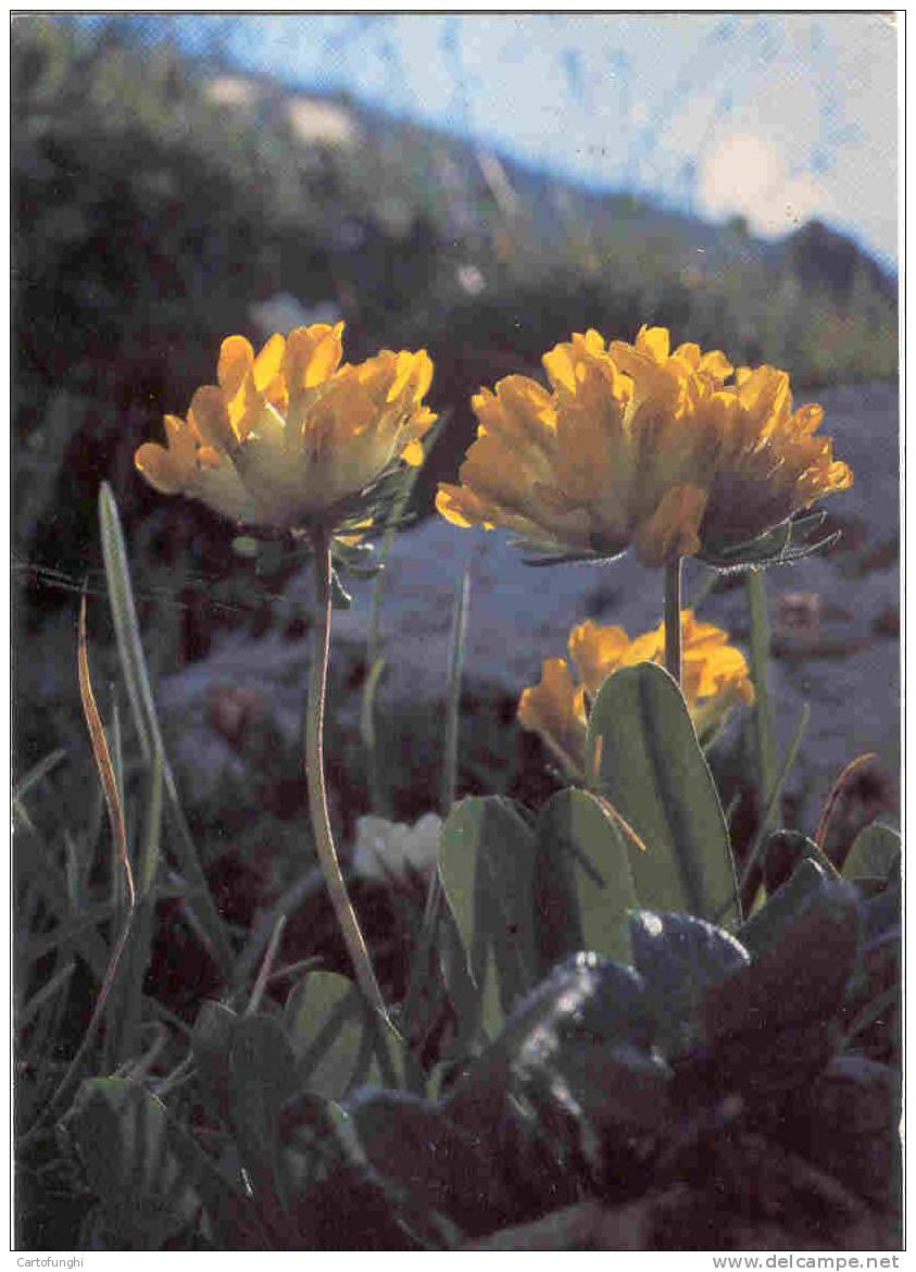 C11 VULNERARIA COMUNE ANTHYLLIS VULNERARIA ECHTER –WUNDKLEE ED. GHEDINA BOTANIK BOTANIC RINALDO ZARDINI - Plantes Médicinales