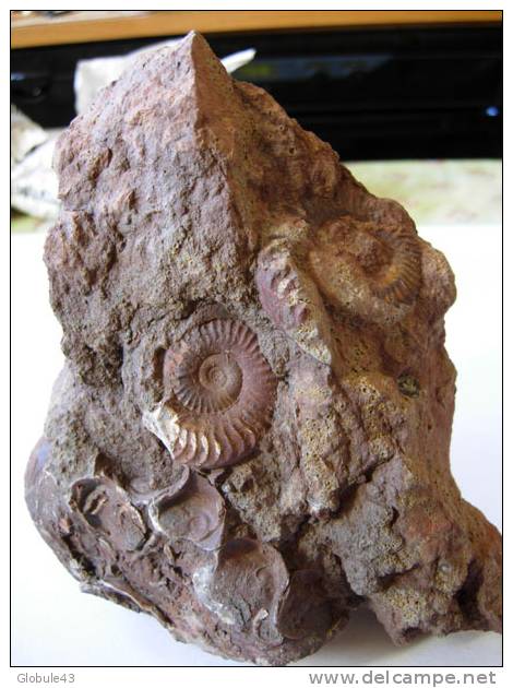 AMMONITE (2) SUR MATRICE  18 X 12 Cm  MONTS DU LYONNAIS - Fossiles