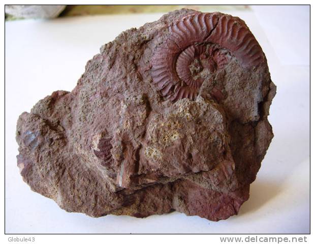 AMMONITE SUR MATRICE  13 X 11 CM  MONTS DU LYONNAIS - Fossils