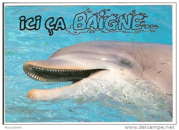 ICI CA BAIGNE - DAUPHIN - Dolphins
