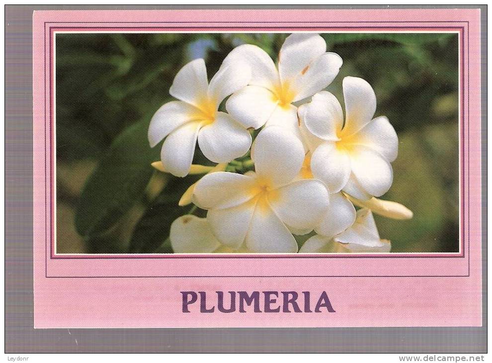 Plumeria Flower, Hawaii - Other & Unclassified