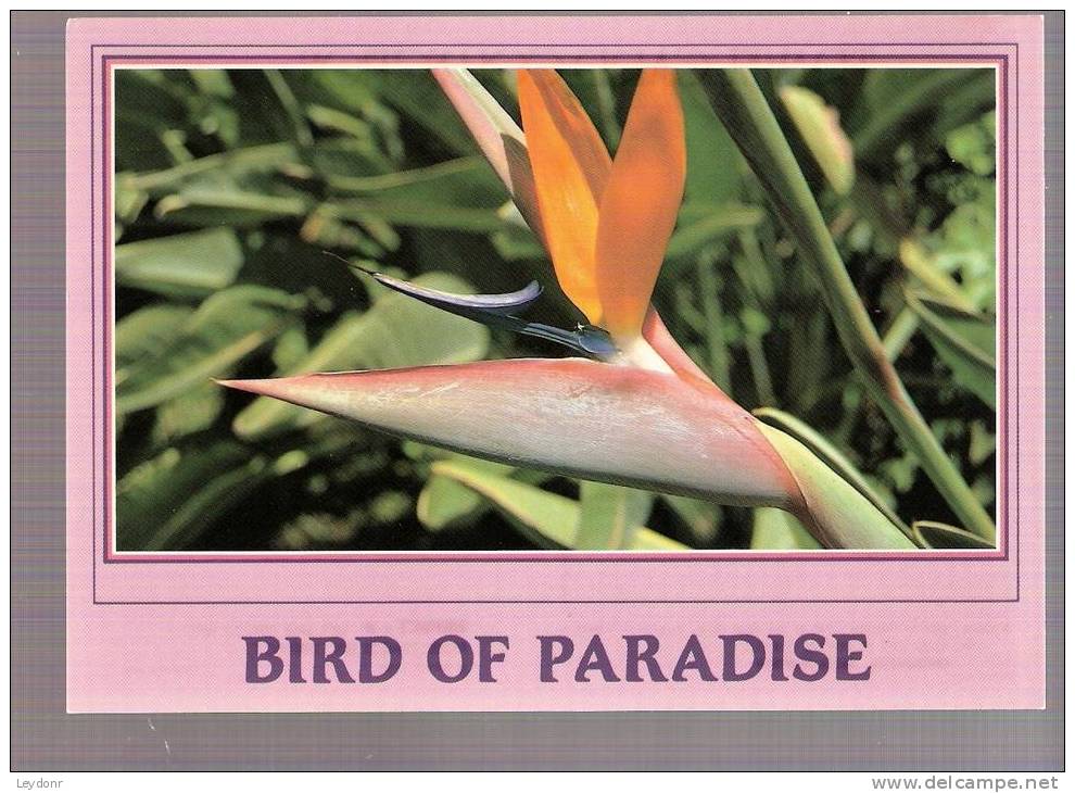 Bird Of Paradise Flower, Hawaii - Autres & Non Classés