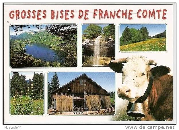 GROSSES BISES DE FRANCHE COMTE - MASSIF DU JURA - Franche-Comté