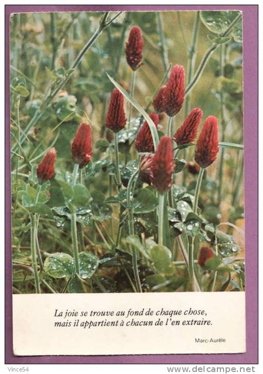 Marc Aurèle - "La Joie Se Trouve Au Fond De Chaque Chose, Mais Il Appartient à Chacun De L'en Extraire" 2 Scans - Philosophie & Pensées