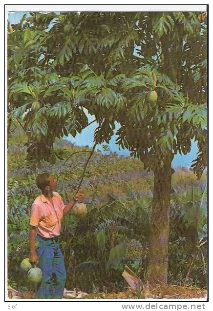 Martinique : L'Arbre à Pains ; La Récolte Des Fruits ; Animée ,TB - Cultures