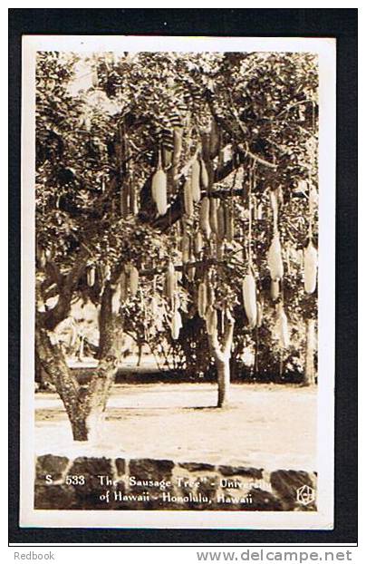 Early Real Photo Postcard Honolulu Hawaii USA - The Sausage Tree University Of Hawaii - Ref 288 - Honolulu