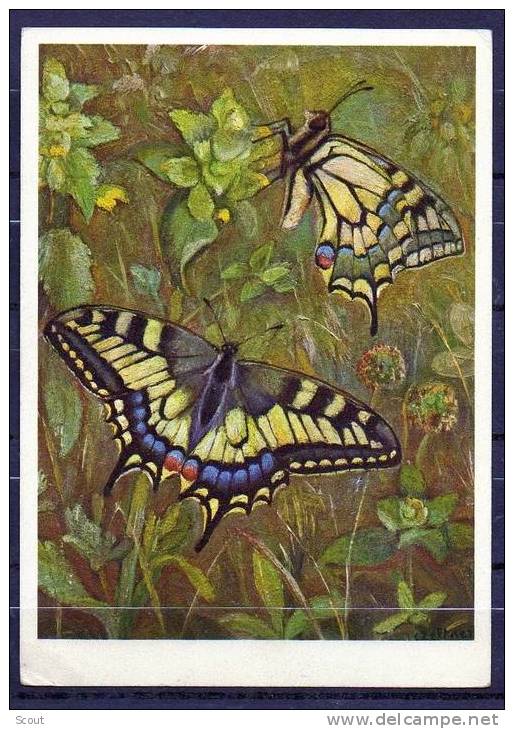 FARFALLE - PAPILIO MACHAON - (1962) - CARTOLINA VIAGGIATA DALLA SVIZZERA A ROMA (°) - Schmetterlinge