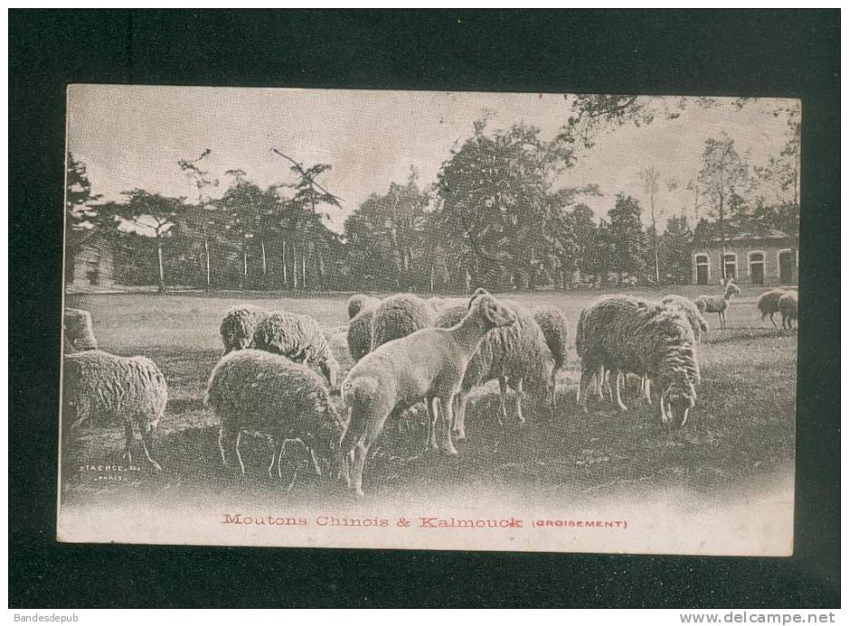 Moutons Chinois Et Kalmouck ( Croisement ) ( Mouton Troupeau Ferme STAERCK Voyagé En 1906) - Allevamenti