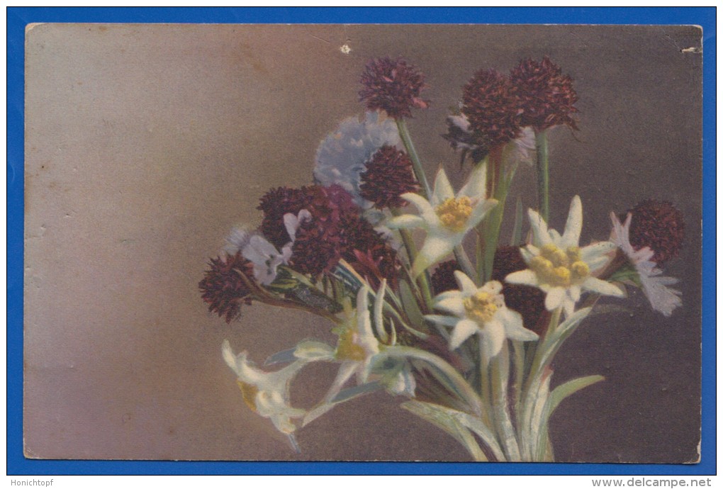 Blumen; Fleurs; Edelweiss - Blumen