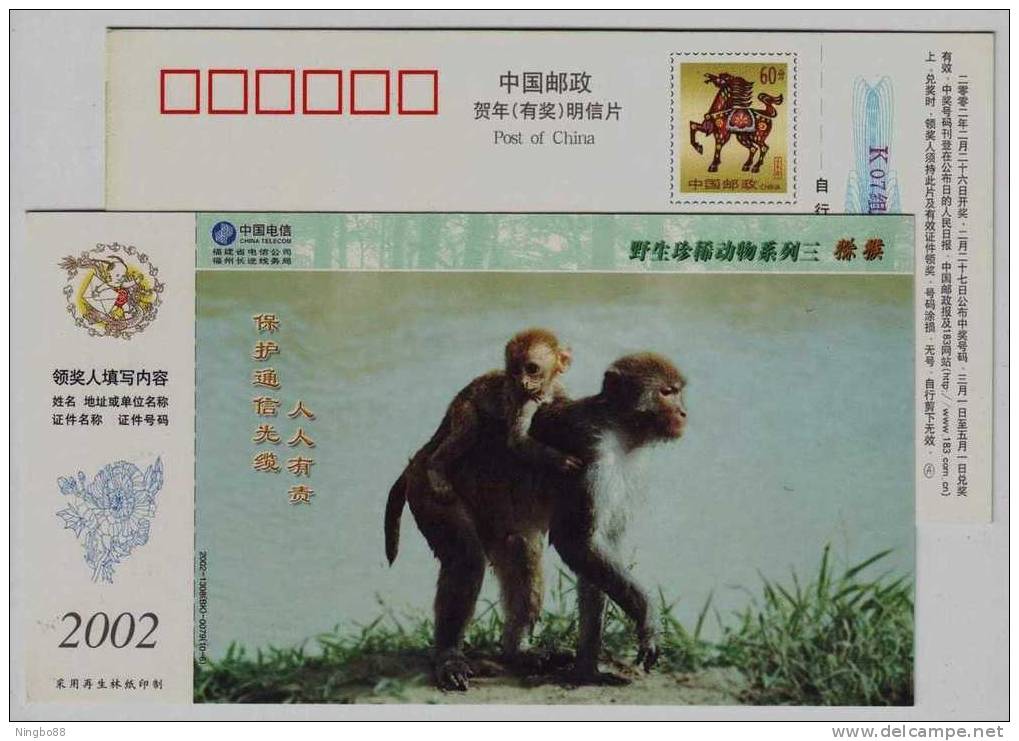 Primate Cercopithecidae Rhesus Macaque,Monkey,CN 02 Rare & Precious Animal Pre-stamped Card - Apen
