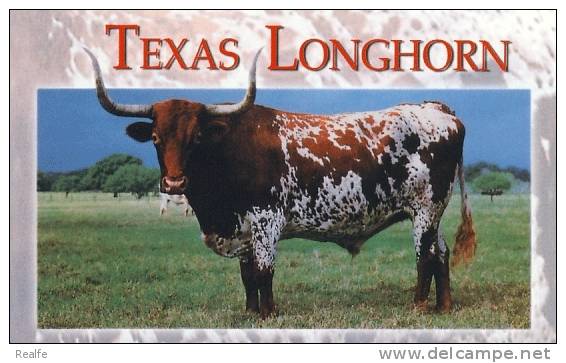 Bull  Boeuf  Taureau  Texas Longhorn  Grande Corne - Tauri