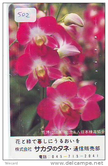 Fleur ORCHID (502) Orchidée Orquídea Orchidee Flower - Bloemen
