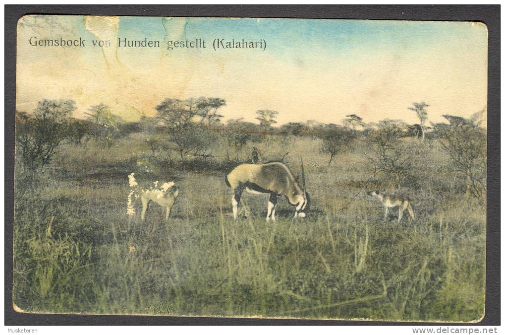 South Africa PPC Gemsbock Von Hunden Gestellt Kalahari Desert  To Mariental Transvaal Old Card 1921 (2 Scans) - Südafrika