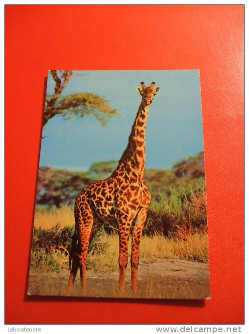 CPM -THEME ANIMAUX: GIRAFE --CARTE EN BON ETAT. - Giraffes