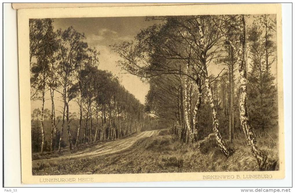 Munster - Luneburger Heide : Birkenweg     FELDPOST  WWI  1914-1918 - Lüneburger Heide