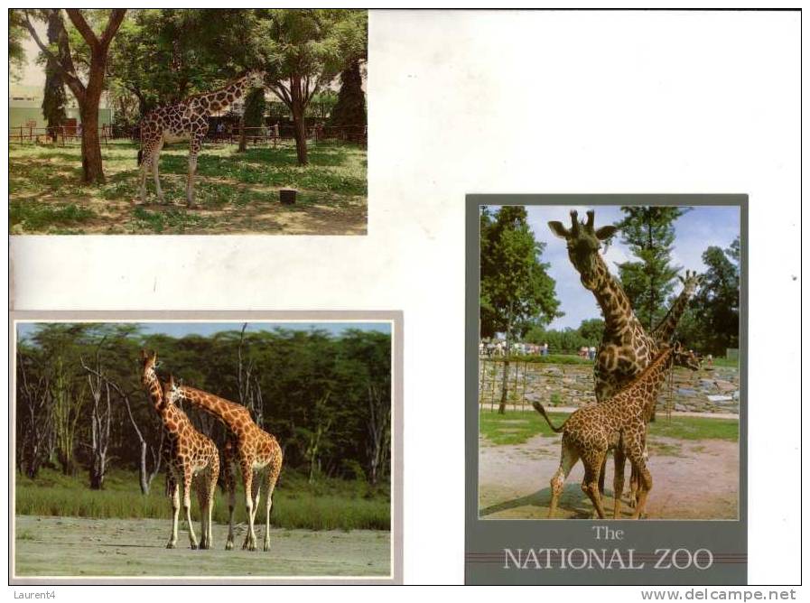 Giraffes X 3 Carte Postale -  Giraffe Postcard - Girafes