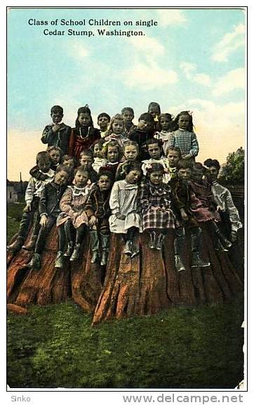 Washington, Cedar Stump, Class Of School Children On Single - Andere & Zonder Classificatie