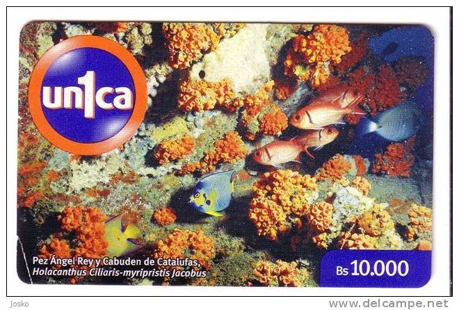 FAUNA MARINA ( Venezuela ) Underwatter Undersea World Marine - Sea Life Fish Poisson Fisch Pez Pescado Pesce Poissons - Venezuela