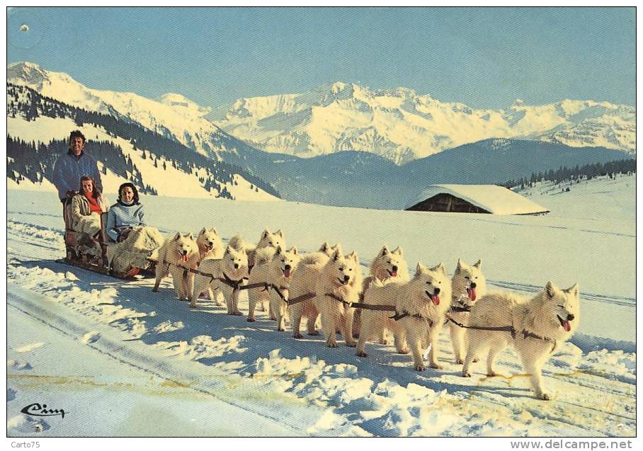 Attelage De Samoyèdes - Chiens