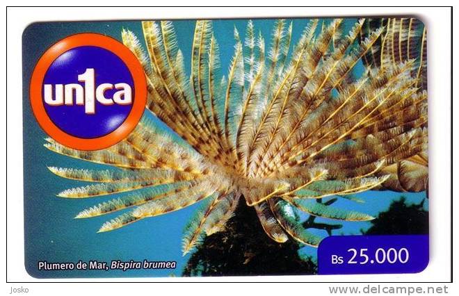 BISPIRA BRUMEA  ( Venezuela ) * Fauna Marina Underwatter Undersea World Marine Sea Life Fish Poisson Fisch Pez Pesce - Venezuela