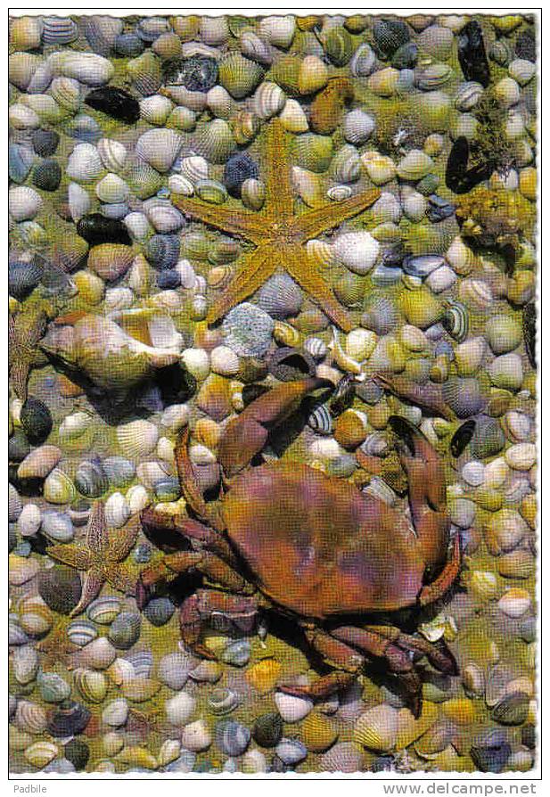 Carte Postale Coquillage Et Crustacé Trés Beau Plan - Fische Und Schaltiere